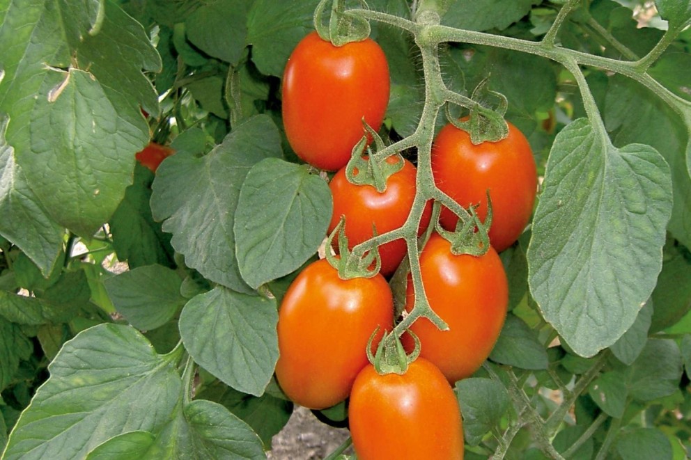 Jak rychle rostou rajčata?
