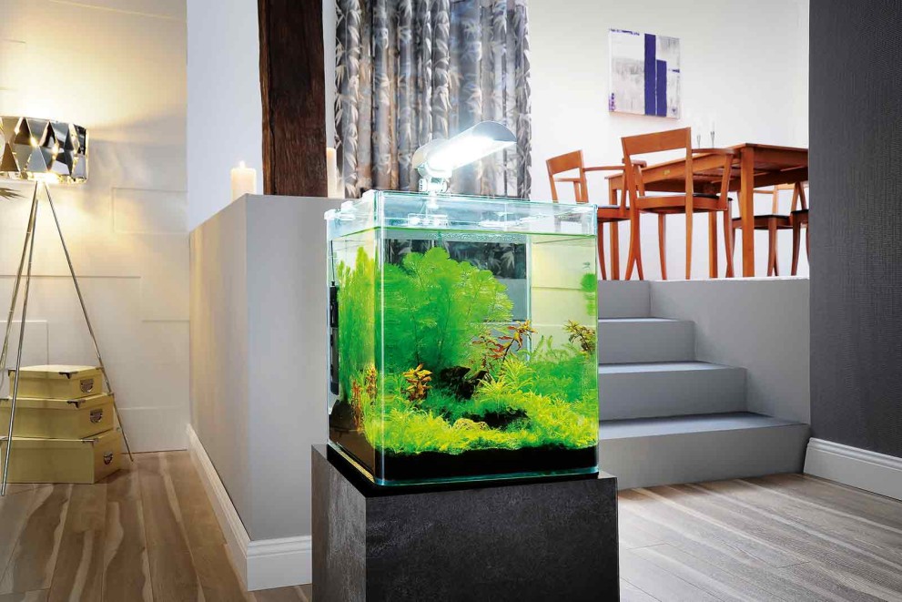  Nano akvárium: Designový a minimalistický doplněk do vašeho bytu 