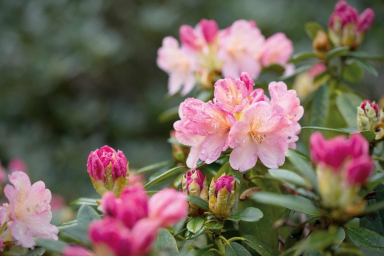 Jak pěstovat rododendrony, aby vám dělaly radost celý rok