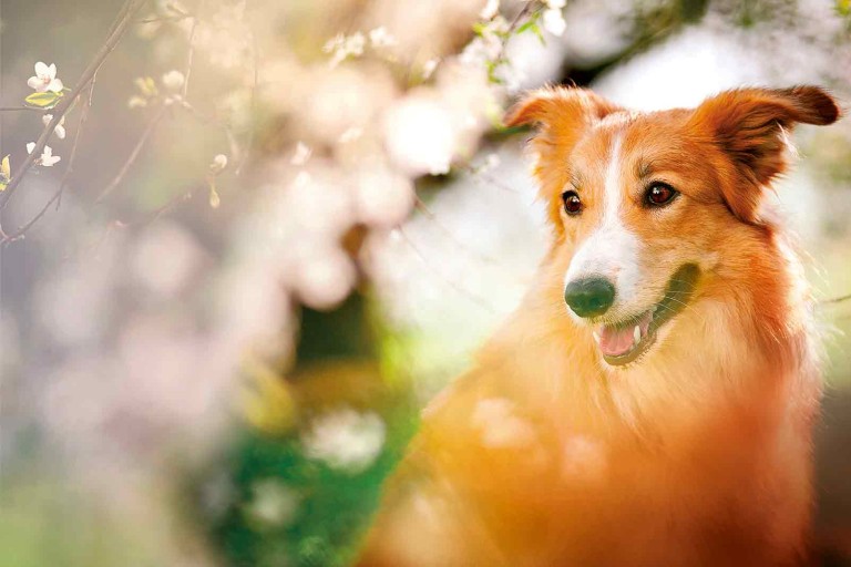 9 kroků, které zajistí vašemu psovi kvalitní péči a zdraví 
