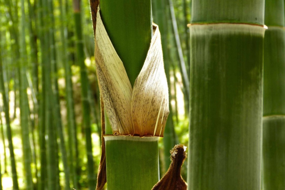 Jak pěstovat bambus