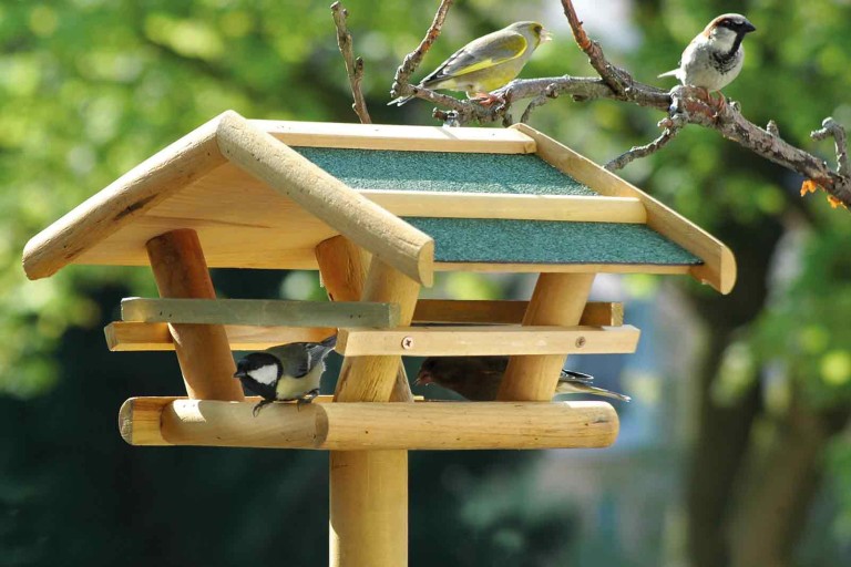 3 nápady, jak můžete pomoci ptákům z okolí