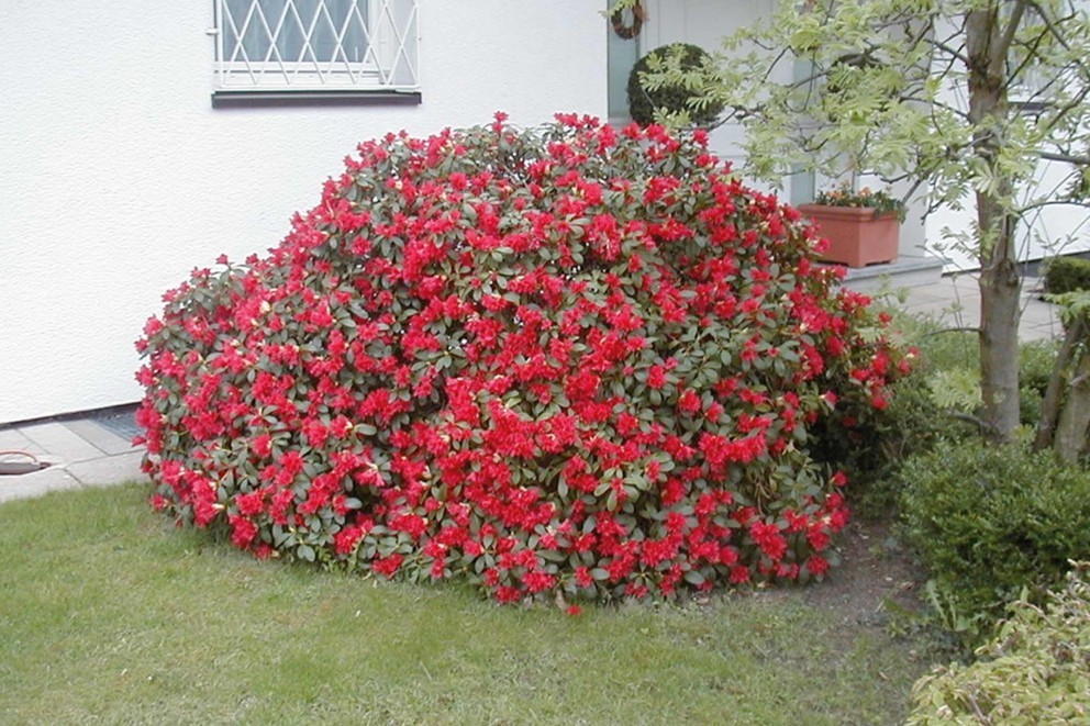 
			Jak pěstovat rododendrony

		