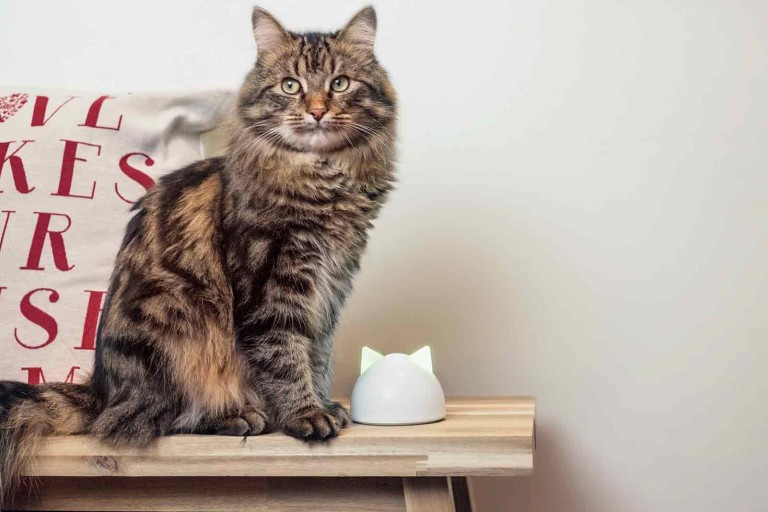 10 tipů, jak své kočce zajistíte pevné zdraví a dlouhý život 