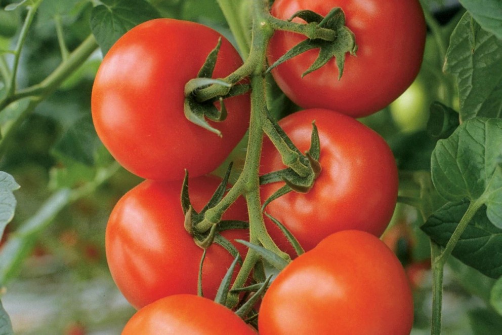 
				Jak pěstovat rajčata

			