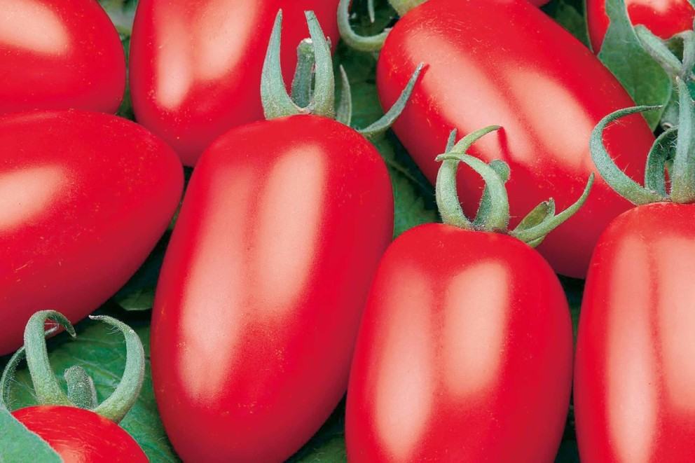 
				Jak pěstovat rajčata

			