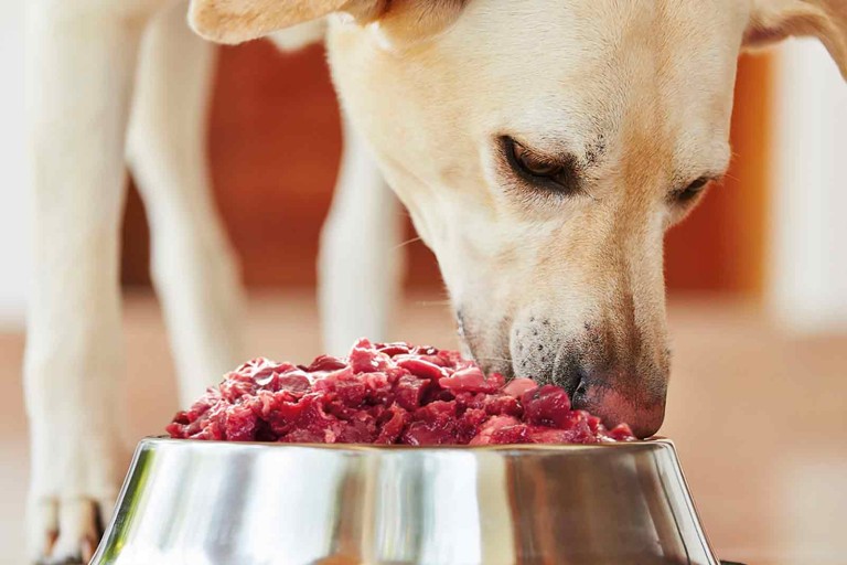 Jak správně krmit vašeho psa, aby prožil zdravý a dlouhý život? 