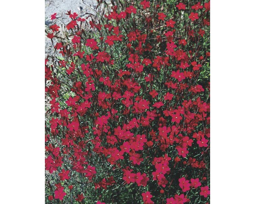 Hvozdík zahradní Dianthus caryophyllus 'Pink Kisses' Ø 11 cm květináč