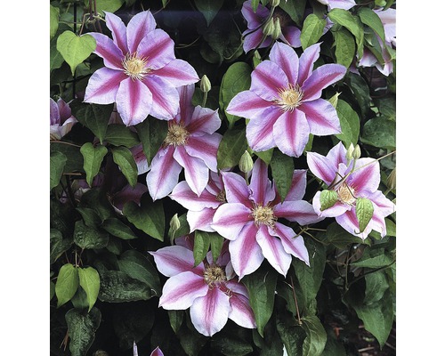 Plamének FloraSelf Clematis Hybride' Nelly Moser' 50-70 cm květináč 2,3 l