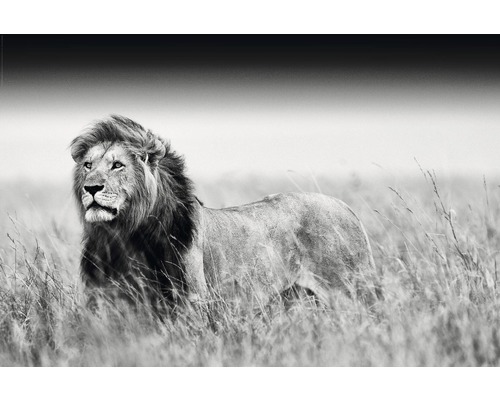 Plakát Maxi Kings of Nature lion 61x91,5cm-0