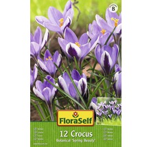 Krokusy botanické 'Spring Beauty' FloraSelf 12 ks-thumb-0
