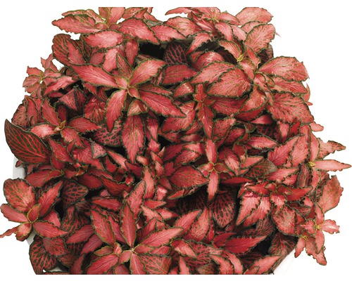 Fitónie Verschaffeltova FloraSelf Fittonia verschaffeltii 'Forest Flame' 10 cm květináč Ø 12 cm-0