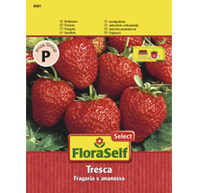 Jahodník 'Fresca' FloraSelf Select-thumb-0