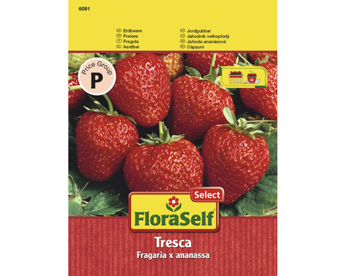 Jahodník 'Fresca' FloraSelf Select