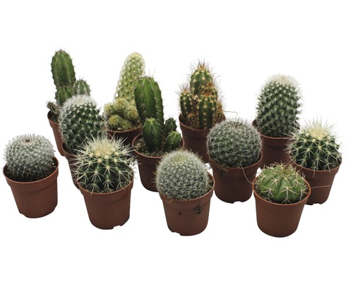Kaktus FloraSelf Cactus 6,5-8,5 cm květináč Ø 6,5 cm 1 ks, různé druhy