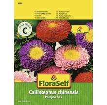 Astra Pompon FloraSelf Callistephus chinensis směs-thumb-0