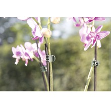 Klip na orchideje Floraself zelený 10 ks-thumb-2