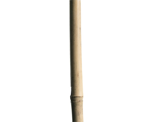 Bambusová opěrná tyčka 180 cm 12/14 mm, přírodní