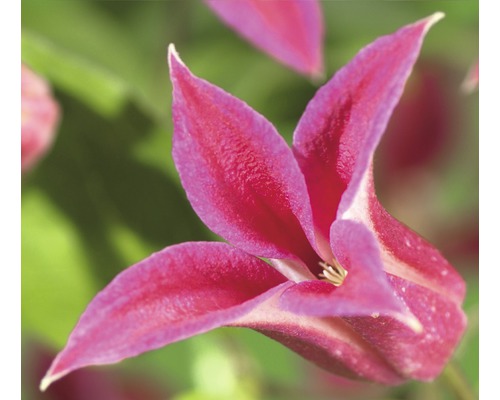 Plamének FloraSelf Clematis-Cultivars 'Princess Diana' 50-70 cm květináč 2,3 l