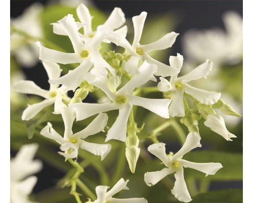Jasmínovník, jasmínovka FloraSelf Trachelospermum jasminoides 50-70 cm květináč 2,3 l
