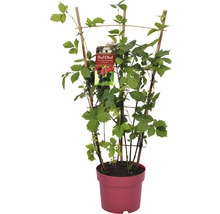 Ostružiník Trio s mřížkou Hof:Obst Rubus fruticosus 50-60 cm 3 odrůdy, květináč 6 l-thumb-1