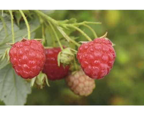 Maliník letní Hof:Obst Rubus idaeus 'Tula Magic'® 30-40 cm květináč 3,4 l