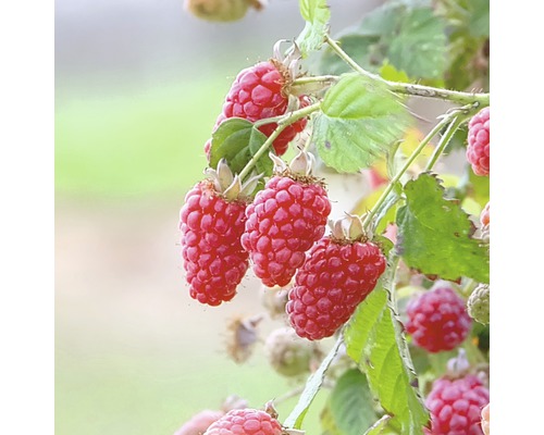 Malinoostružina Hof:Obst Rubus loganobaccus 'Tayberry'® 30-40 cm květináč 3,4 l