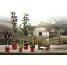 Ostružiník Trio s mřížkou Hof:Obst Rubus fruticosus 50-60 cm 3 odrůdy, květináč 6 l-thumb-3
