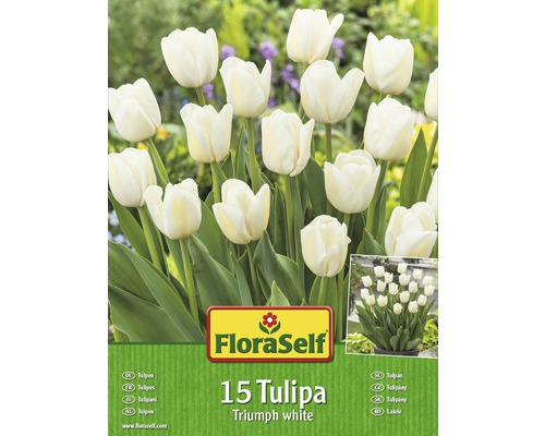 Tulipány FloraSelf Triumph bílé 15 ks