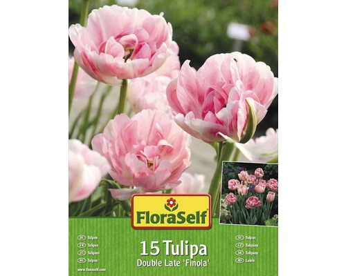 Tulipány FloraSelf Double Late ‚Finola‘ 15 ks