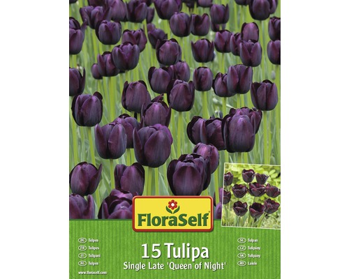 Tulipány FloraSelf Single Late ‚Queen of Night‘ 15 ks