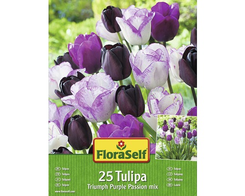 Tulipány FloraSelf Triumph Purple Passion mix 25 ks