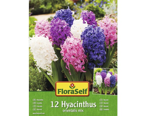 Hyacinty FloraSelf orientalis mix 12 ks