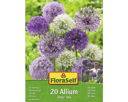 Okrasný česnek FloraSelf Allium ‚Deco‘ mix 20 ks