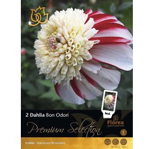 Jiřina Premium Dahlia 'Bon Odori' 2 ks-thumb-0