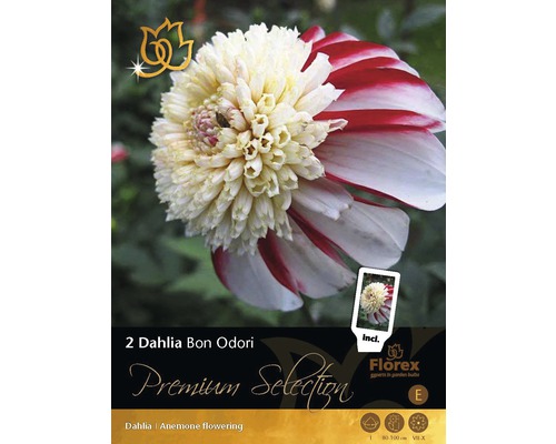 Jiřina Premium Dahlia 'Bon Odori' 2 ks-0