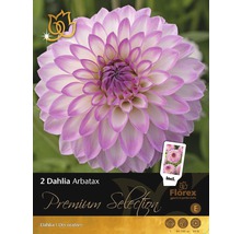Jiřina Premium Dahlia 'Arbatax' 2 ks-thumb-0