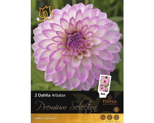 Jiřina Premium Dahlia 'Arbatax' 2 ks-0