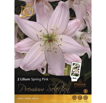 Lilie Premium Lilium 'Spring Pink' 2 ks-thumb-0