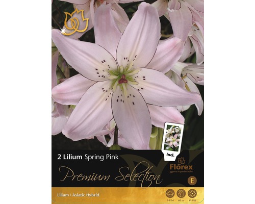 Lilie Premium Lilium 'Spring Pink' 2 ks-0