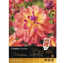 Jiřina Premium Dahlia 'Tricolore' 2 ks-thumb-0