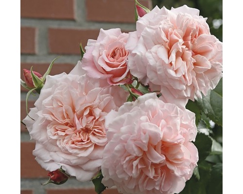 Popínavá růže – různé odrůdy 60-80 cm květináč 5 l růžová, tmavě růžová