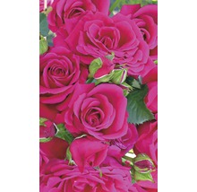 Popínavá růže – různé odrůdy 60-80 cm květináč 5 l růžová, tmavě růžová-thumb-1