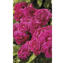 Popínavá růže – různé odrůdy 60-80 cm květináč 5 l růžová, tmavě růžová-thumb-2