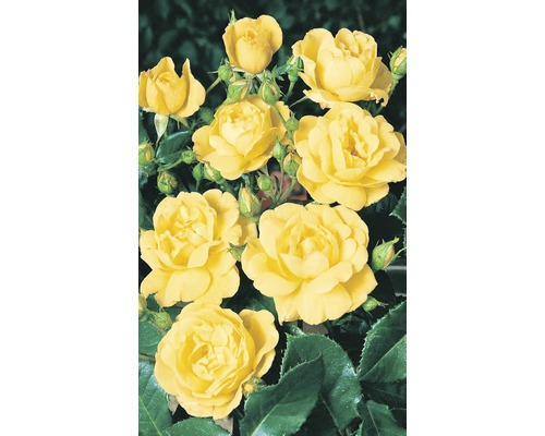 Záhonová růže – různé druhy 10-20 cm květináč 5 l žlutá, oranžová