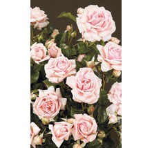 Popínavá růže – různé odrůdy 60-80 cm květináč 5 l růžová, tmavě růžová-thumb-3
