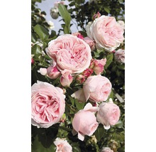 Popínavá růže – různé odrůdy 60-80 cm květináč 5 l růžová, tmavě růžová-thumb-4