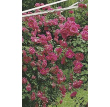 Popínavá růže – různé odrůdy 60-80 cm květináč 5 l růžová, tmavě růžová-thumb-5