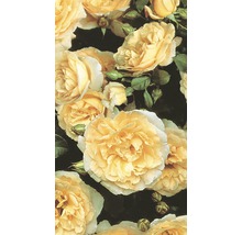 Popínavá růže – různé odrůdy 60-80 cm květináč 5 l žlutá-thumb-1