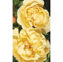 Popínavá růže – různé odrůdy 60-80 cm květináč 5 l žlutá-thumb-0